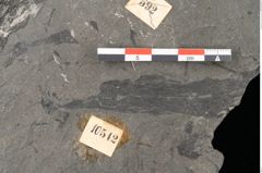 Foto (Detailansicht) von Equisetum arenaceum Jaeg. (NHMW-GEO-2024-0188-10542)
